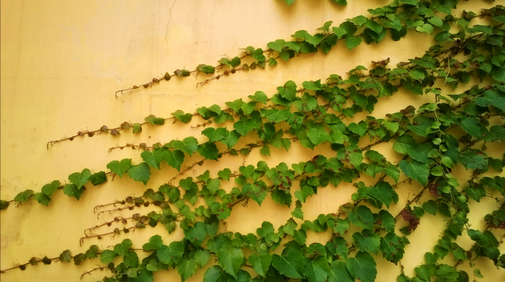 Parthenocissus climbing plant