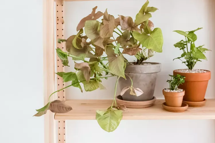 Planta punta de flecha (Syngonium podophyllum)