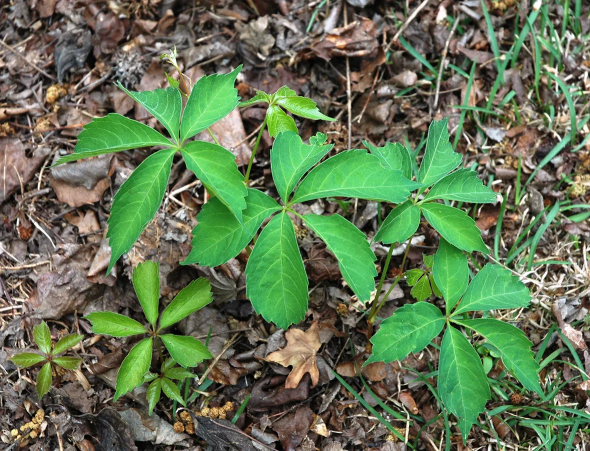 Enredadera de Virginia de cinco hojas