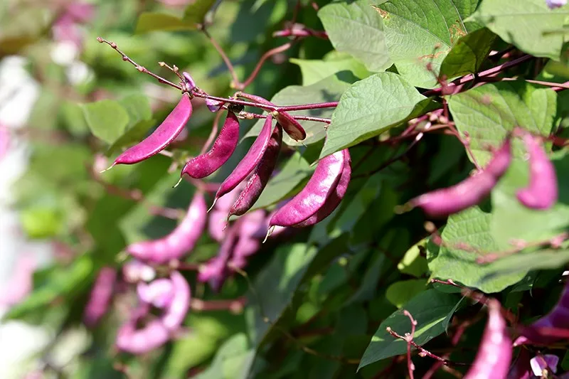 Frijol jacinto (Lablab purpureus)