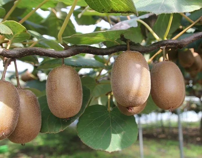 Kiwi (Actinidia deliciosa)