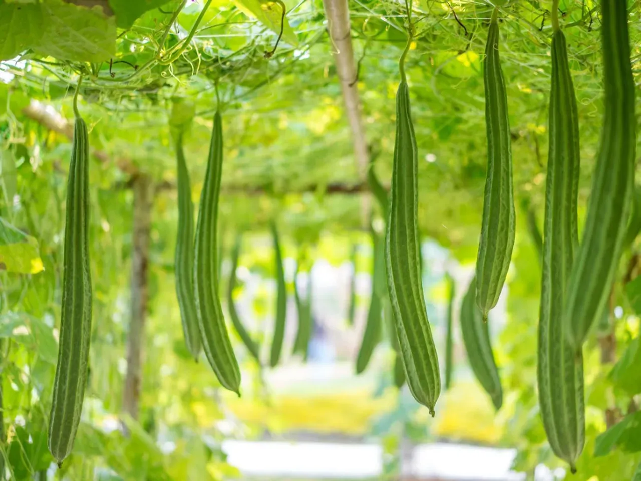 Luffa (enredadera de lufa)