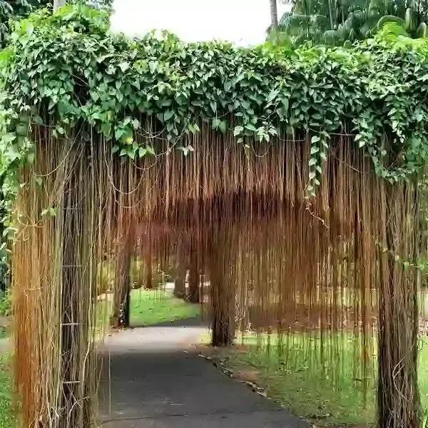 Princesa Vid (Cissus sicyoides)