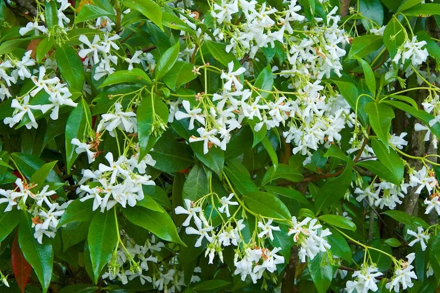 Jazmín estrellado (Trachelospermum jasminoides)